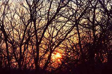 sunset through the tree branches.