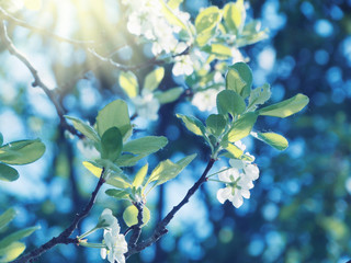 spring background of flowering tree and leaves