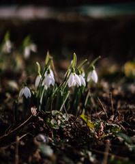 First Spring Snowdrops Flowers in garden