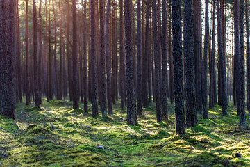 Sunny day in pine forest 