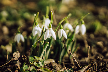 Early flowering Snowdrops (Galanthus Amaryllidaceae)
