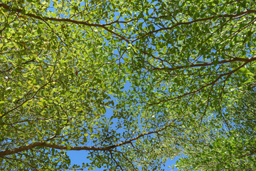 green leaf branchs of big tree in nature