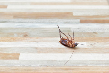 one creepy cockroach dead on floor with insecticide killing