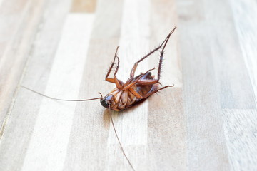 one creepy cockroach dead on floor with insecticide killing