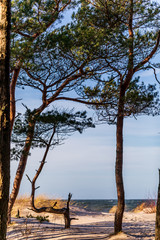 Obraz na płótnie Canvas sea view with sand dune and lonely tree