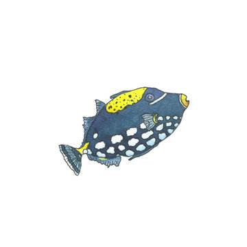 colorful triggerfish watercolor painting on white clip art preview