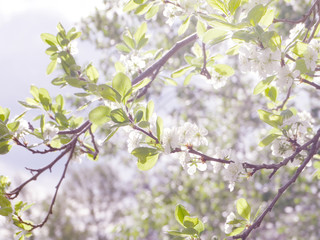 spring background of flowering tree and leaves