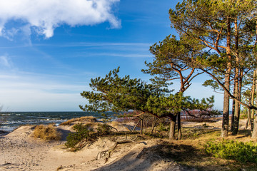 Fototapeta na wymiar sea view with sand dune and lonely tree