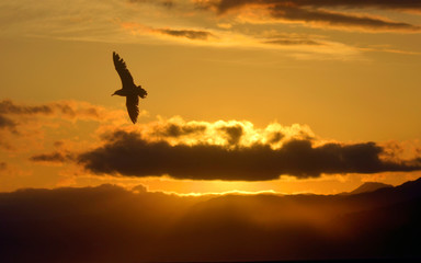 Fototapeta na wymiar Silhouette Of Bird Flying Over Sea At Sunset