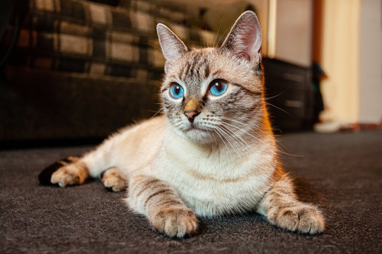 A beige domestic cat with blue eyes lies and rests on the floor. The pet is carefully watching the owner. Domestic animals.