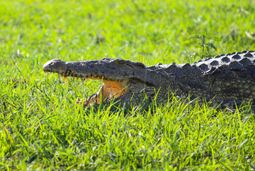 African Freshwater Crocodile with open mouth