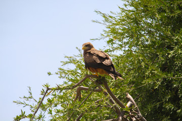 Brown African Eagle with yellow beak
