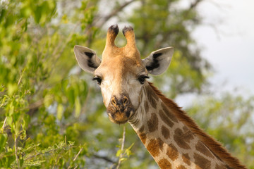 Cute Giraffe in a close-up