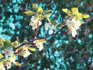 spring background of flowering tree and leaves