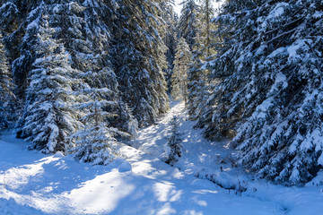 Winter forest of spruces tree in sunlight. Calm wintry morning scene with fresh snow at Pokljuka, Slovenia