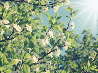 spring background of flowering tree and leaves