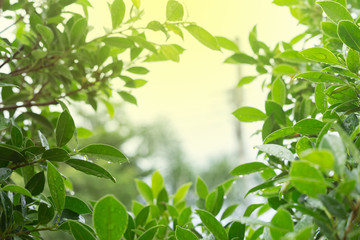 rain drop water on leaf tree with green light bokeh in nature background