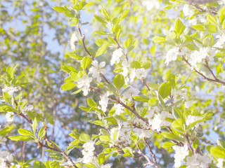 Obraz premium spring background of flowering tree and leaves