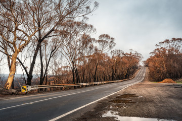 Australian bushfires aftermath: burnt eucalyptus forest damaged by the fire on the side of the road...