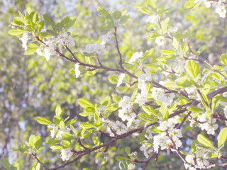 spring background of flowering tree and leaves