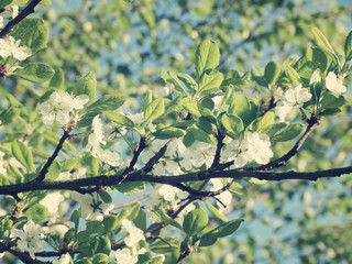 spring background of flowering tree and leaves