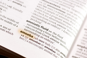 Naklejka premium The word or phrase Amoeba in a dictionary.