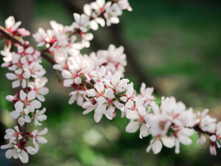 Small and delicate cherry plum flowers against green background close up