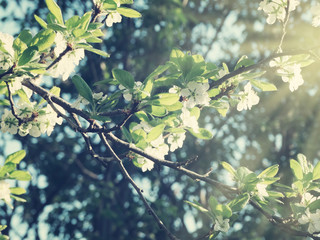 spring background of flowering tree and leaves