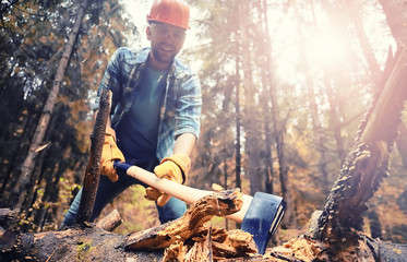 Male worker with an ax chopping a tree in the forest.