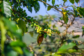 Green coffee beans on a Bush