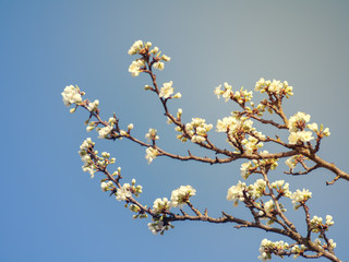 Plum flowers against clear blue sky in spring