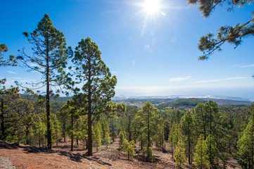 Obraz premium Forest on Tenerife