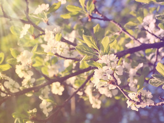 spring background of flowering tree and leaves