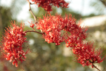 Monkey flower trees or Fire of Pakistan flowers.