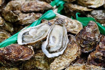 oysters close up