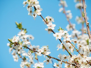 Cherry plum flowers in spring against clear blue sky
