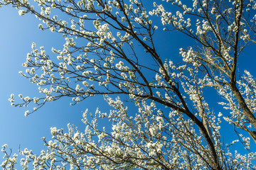 Plum trees blooming on a nice sunny day in spring