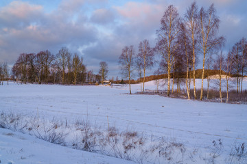 Winter morning, snow covered fields, sunlit birch grove to the right and further left another cluster of trees