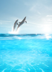 Fototapeta premium view of nice bottle nose dolphin swimming in blue crystal water