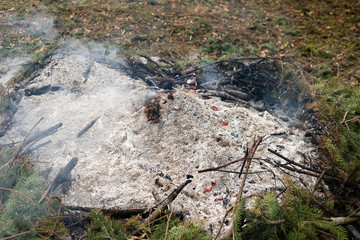 Burning forest fire pine spruce branches bonfire, detail of ash