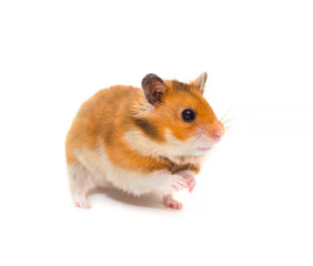 Cute Syrian hamster standing on its hind legs in a funny pose (isolated on white), selective focus on the hamster eyes