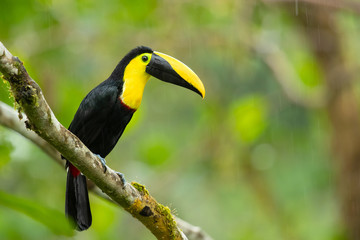 Choco toucan (Ramphastos brevis) is a near-passerine bird in the family Ramphastidae found in humid lowland and foothill forests on the Pacific slope of Colombia and Ecuador.