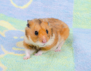 Cute golden hamster on a bright multicolored background
