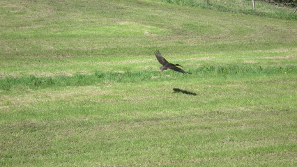Schwarzstorch im Flug