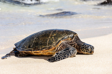 Turtle sun bathing on a sandy beach in Oahu Hawaii