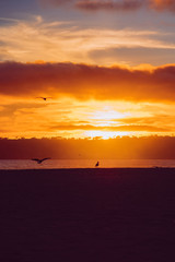 Fototapeta na wymiar Beach sunset, seabirds and lovers