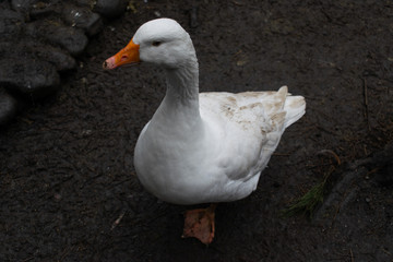 Goose in the zoo, white goose, goose, bird, duck, white duck, duck look, wallpaper, pose, goose posing, duck posing