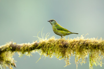 Black-capped tanager (Tangara heinei) or sometimes found under Stilpnia heinei, is one of the many species of Neotropical bird in the family Thraupidae. It lives in mountains of Ecuador and Colombia