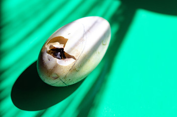 The process of hatching a caterpillar from a warm egg in an incubator. Cracked goose egg with a...