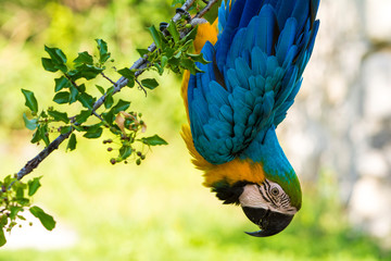Parrot © cosmin